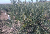 Land with solar installation for sale on Ctra Villafranca, Villacañas, ref: TR44413 photo