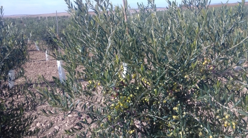 Toledo - Villacañas - 85000m2
