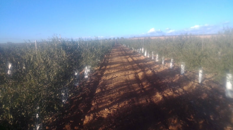 Toledo - Villacañas - 85000m2
