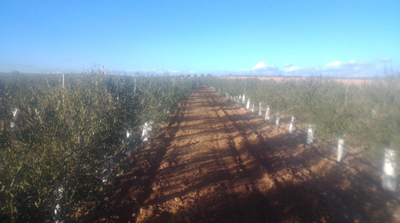 Toledo - Villacañas - 85000m2