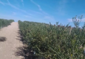 Land with solar installation for sale on Ctra Villafranca, Villacañas, ref: TR44413 photo