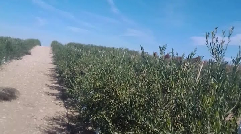 Toledo - Villacañas - 85000m2