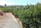 Finca rústica en venda a la CV-189, Castelló de la Plana, ref.: TR44495 foto