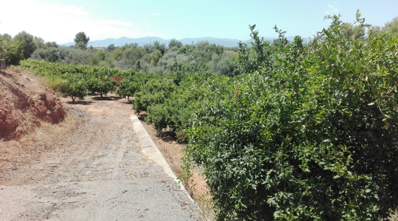 Castellón - Castelló de la Plana - 49860m2