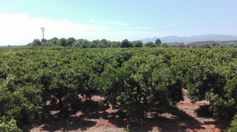 Castellón - Castelló de la Plana - 49860m2