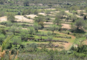 Parcel·la urbanitzable en venda a la Coll dels Frares, Cervera del Maestrat, ref.: TR44512 foto