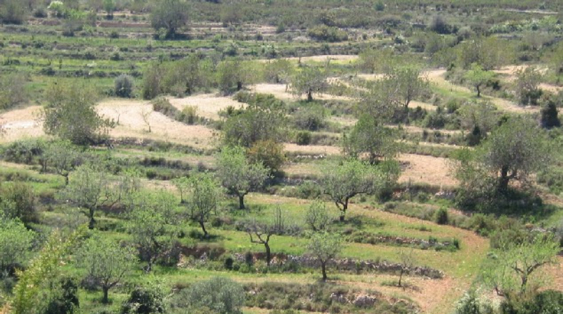 Castellón - Cervera del Maestre - 47000m2