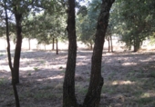 Sòl urbà en venda a la Estrada de Ourense, Celanova, ref.: TR44525 foto