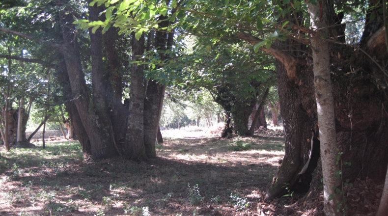 Orense - Celanova - 7750m2