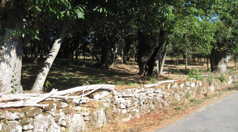 Orense - Celanova - 7750m2