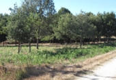Sòl urbà en venda a la Estrada de Ourense, Celanova, ref.: TR44525 foto