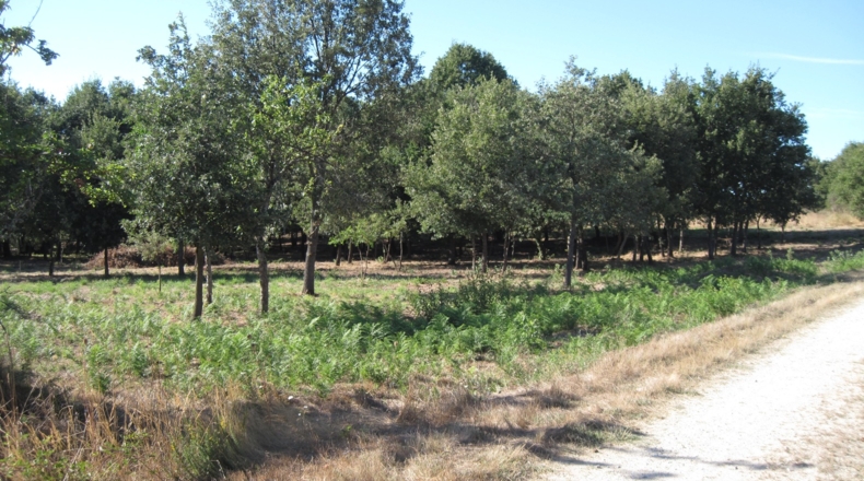 Orense - Celanova - 7750m2