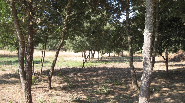 Orense - Celanova - 7750m2