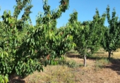Non-developable land for sale on Los burcios, Gargüera de la Vera, ref: TR44531 photo