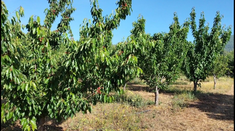 Cáceres - Gargüera de la Vera - 9000m2