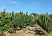 Non-developable land for sale on Los burcios, Gargüera de la Vera, ref: TR44531 photo