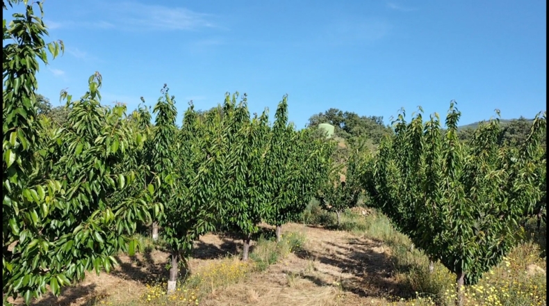 Cáceres - Gargüera de la Vera - 9000m2