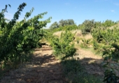 Non-developable land for sale on Los burcios, Gargüera de la Vera, ref: TR44531 photo