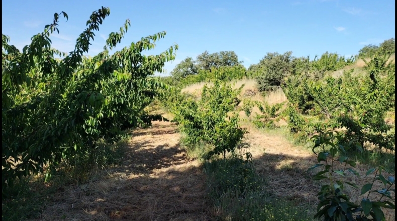 Cáceres - Gargüera de la Vera - 9000m2