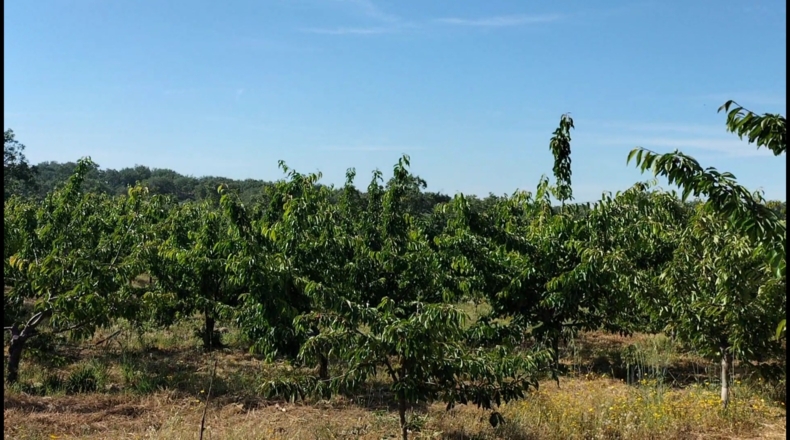 Cáceres - Gargüera de la Vera - 9000m2