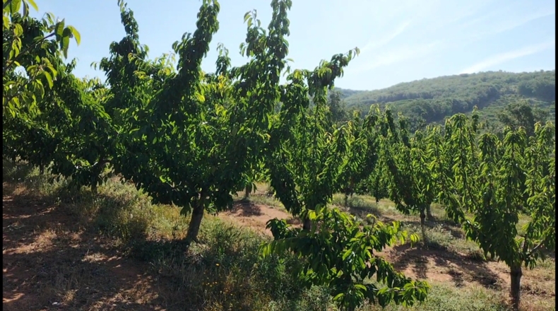 Cáceres - Gargüera de la Vera - 9000m2