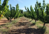Non-developable land for sale on Los burcios, Gargüera de la Vera, ref: TR44531 photo