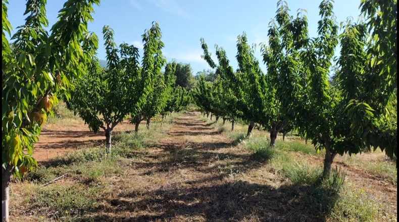 Cáceres - Gargüera de la Vera - 9000m2