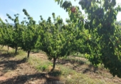 Non-developable land for sale on Los burcios, Gargüera de la Vera, ref: TR44531 photo