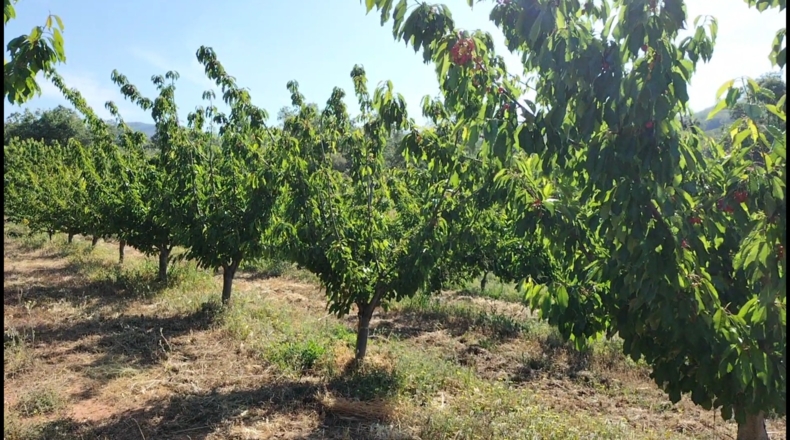 Cáceres - Gargüera de la Vera - 9000m2