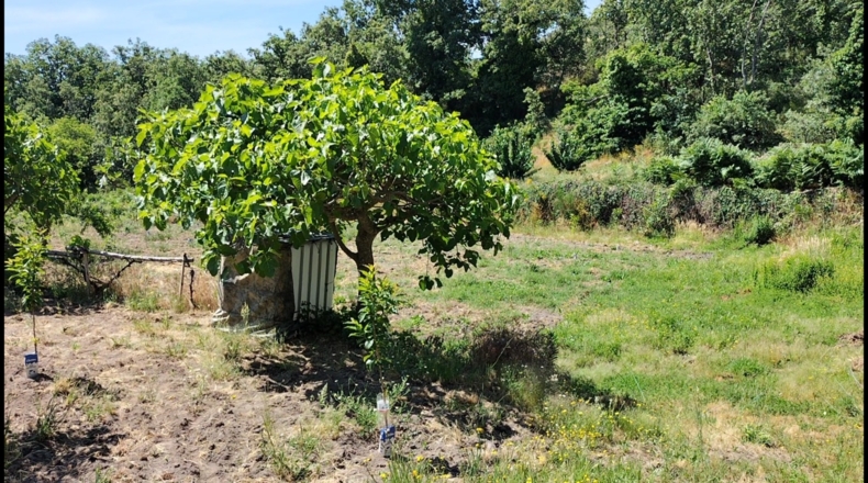 Cáceres - Gargüera de la Vera - 1300m2