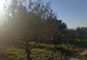 Farm for sale on Tàrrega, ref: TR44714 photo