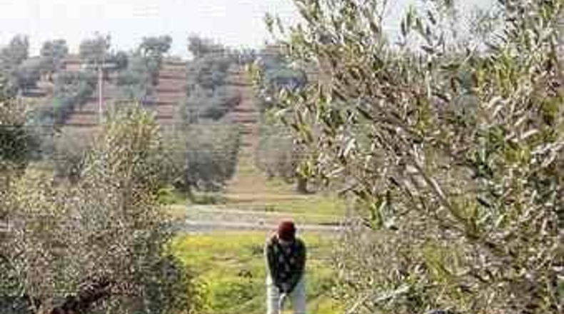 Toledo - Layos - 1227m2