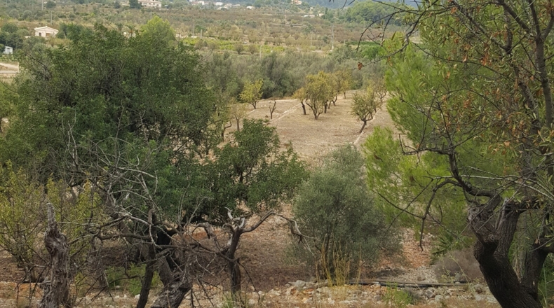 Alicante - Murla - 12510m2