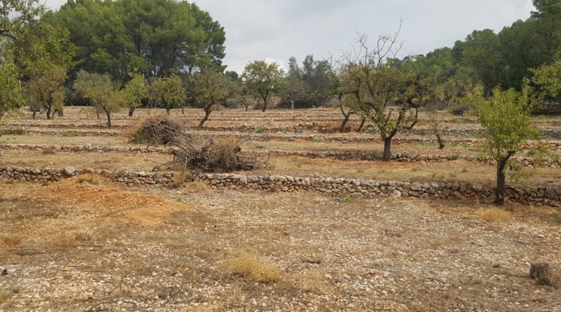 Alicante - Murla - 12510m2