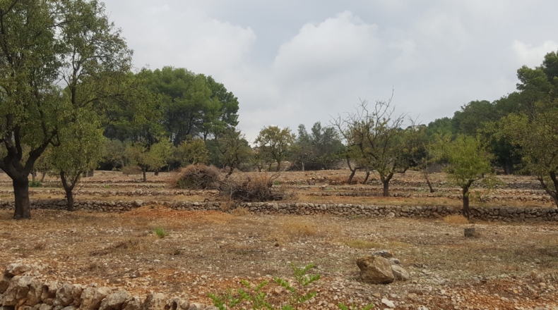 Alicante - Murla - 12510m2