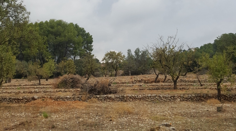 Alicante - Murla - 12510m2