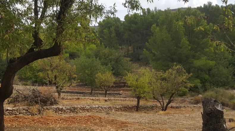 Alicante - Murla - 12510m2