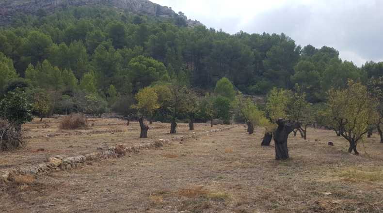 Alicante - Murla - 12510m2
