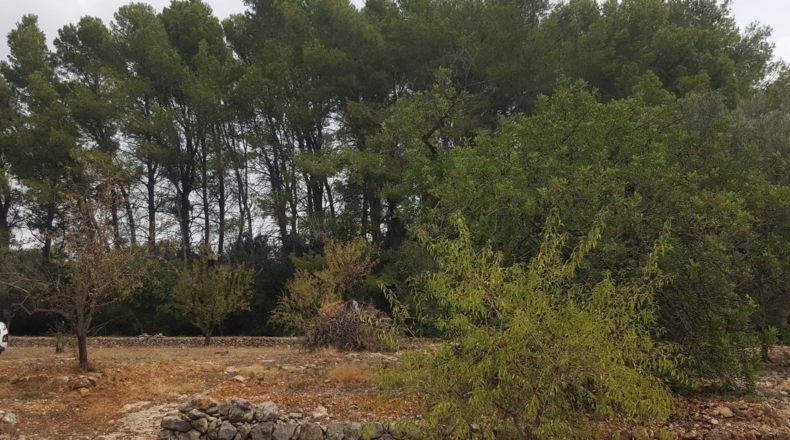 Alicante - Murla - 12510m2