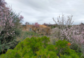 Terreny amb ruïnes en venda a la Carrer de la Vall de l'Aubaga, Corbera d'Ebre, ref.: TR45823 foto
