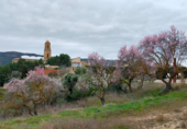 Terreny amb ruïnes en venda a la Carrer de la Vall de l'Aubaga, Corbera d'Ebre, ref.: TR45823 foto
