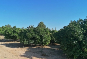 Pedralba 4482&nbsp;m² 