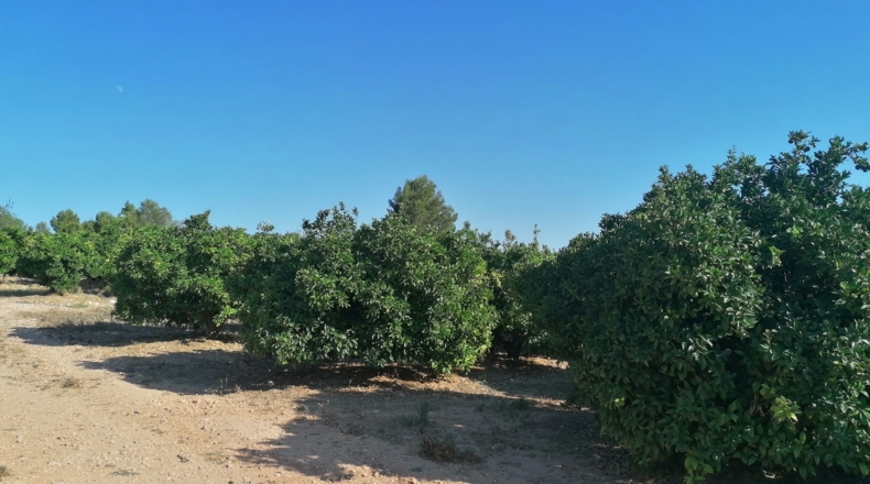 Valencia - Pedralba - 4482m2