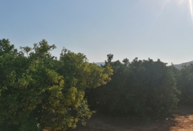 Pedralba 4482&nbsp;m² 