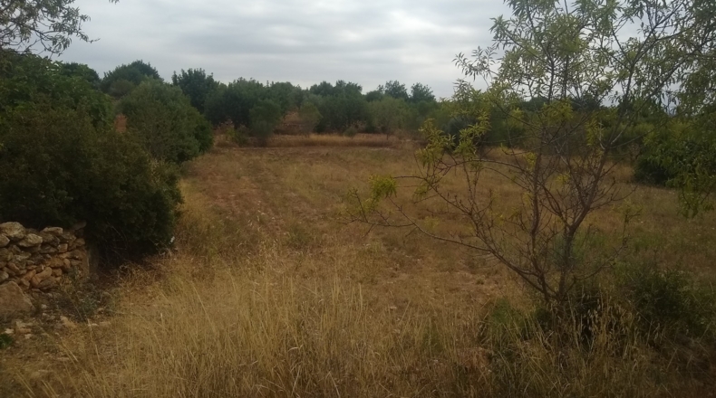 Castellón - Useras - 12400m2