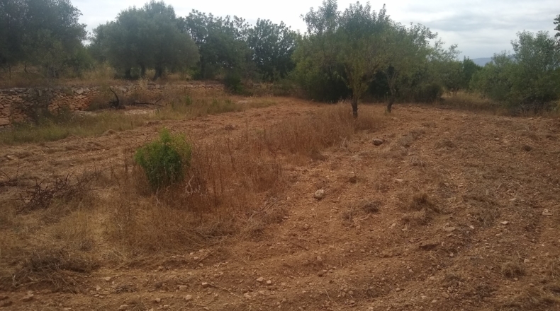 Castellón - Useras - 12400m2