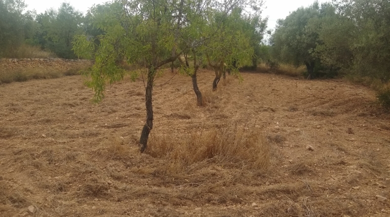 Castellón - Useras - 12400m2