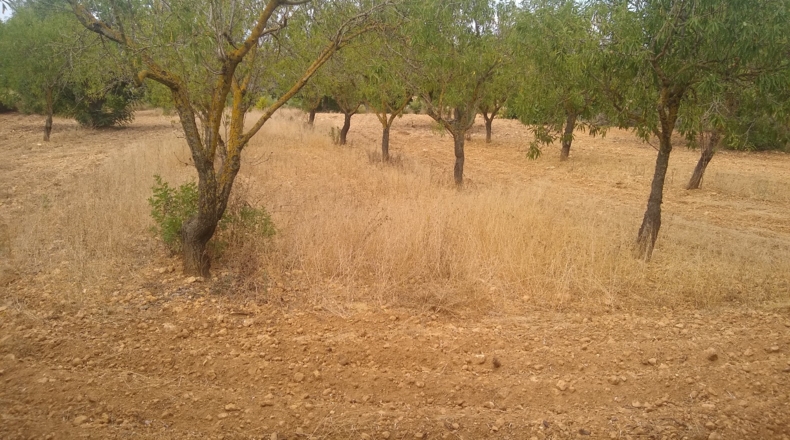 Castellón - Useras - 12400m2