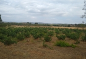 Земля на продажу у города Усерас Фото