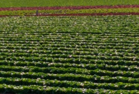 Elx 30000&nbsp;m² 